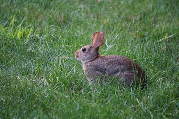 Brown rabbit in the grass.
