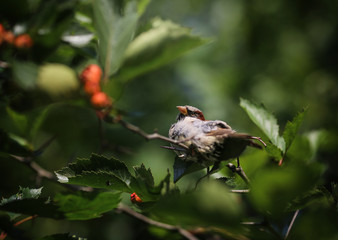 sparrow in the bush