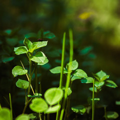 green grass on the lawn or garden on which the insect flies.