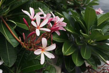 Temple tree flowers, Apocynaceae Frangipani or Plumeria