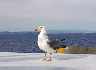 un gabbiano con lo sfondo del mare