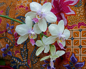 orchidea fotografata in interno su sfondo variopinto
