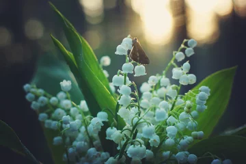 Fototapeten Schmetterling saß bei Sonnenaufgang auf einem Strauß weißer Maiglöckchen im Wald © morelena