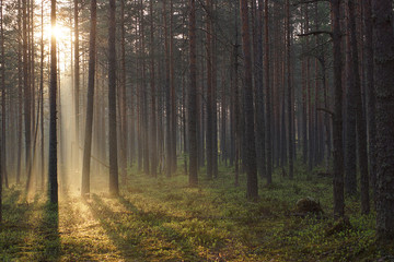 Beautiful sunrise in a pine forest, the warm rays of the sun pass through the trees