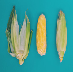 Corn cob on a blue background.