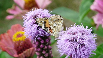 Schmetterling auf lila Blume