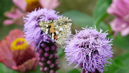 Schmetterling auf lila Blume