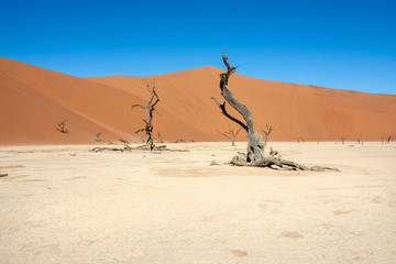 road trip namibia game farm and namib desert