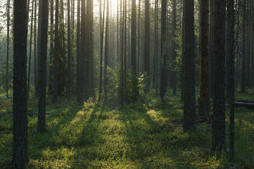 Fototapeta na wymiar Beautiful sunrise in the summer pine forest