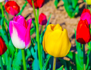 Spring field with blooming colorful tulips