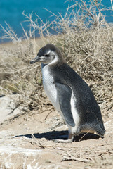 pinguino