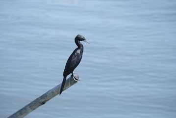 great blue heron on beach