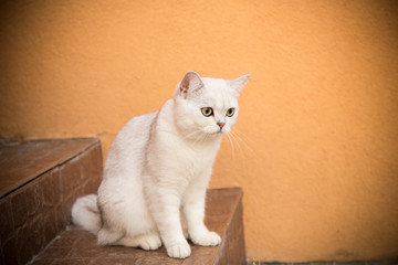 domestic cat breed Scottish chinchilla straight walking outdoors