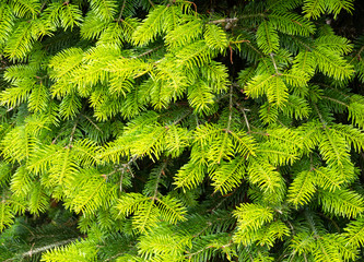 Background from green fir branches.