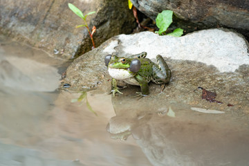 A large green frog sits on stone near the water