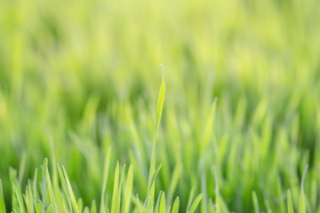 Fototapeta na wymiar Fresh green wheat grass for good nutrition