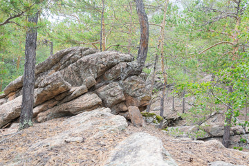 Natural  background. Trees growing on the stones.