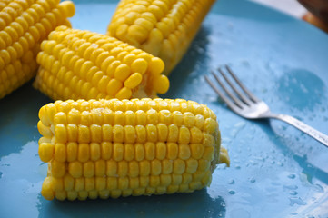 Boiled salted corn cobs on the blue plate