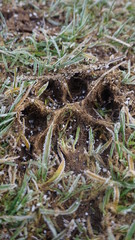 Dog paw print