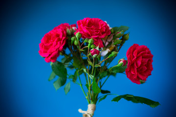 bouquet of beautiful red roses on a blue
