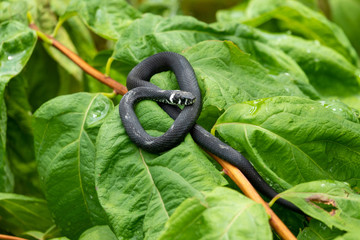 A black snake with white spots sits on a branch with green leaves. The grass snake, Natrix