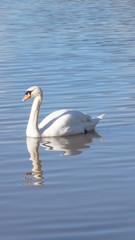 Fototapeta na wymiar swan on lake