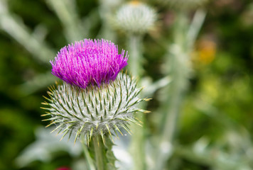 Cirsium vulgare is dramatic purple thistle plant in a garden.