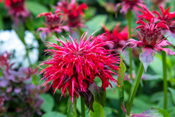 Deep pink Monarda flowers (Bee Balm) in a herbaceous border.
