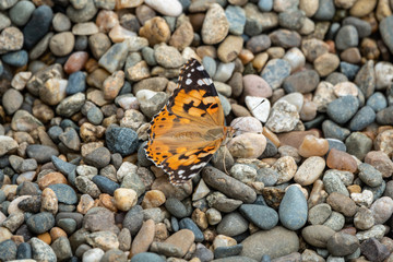 Butterfly Vanessa cardui sits on pebles. Painted lady butterfly.