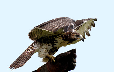 Falco posato sulla mano del falconiere