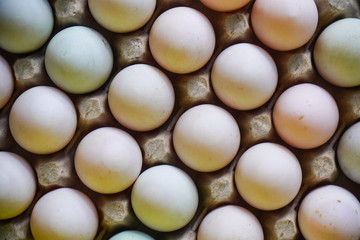 Fresh eggs in egg tray