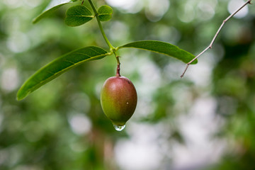 Fresh bengal currant on a tree