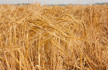 A field of ripe barley. Rural landscape of a field under bright sunlight. Beautiful nature