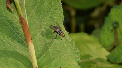 Fliege, Stubenfliege, Gemeine Stubenfliege, Große Stubenfliege, Musca domestica, Insekt, Tier, Natur, Makro, Blatt