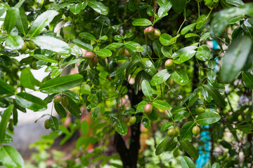 fresh bengal currant on a tree