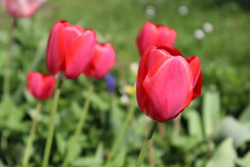 glänzend rote Tulpen