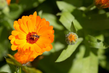 Ringelblume (Calendula officinalis)