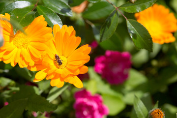 Ringelblume (Calendula officinalis)