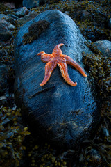 Estrella de mar (Seafish). Playa Dail Beag Beach. Lewis Island. Outer Hebrides. Scotland, UK
