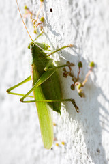 Grünes Heupferd,  (Tettigonia viridissima),grüne Laubheuschrecke