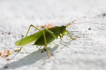 Grünes Heupferd,  (Tettigonia viridissima),grüne Laubheuschrecke