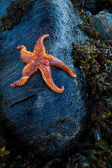 Estrella de mar (Seafish). Playa Dail Beag Beach. Lewis Island. Outer Hebrides. Scotland, UK