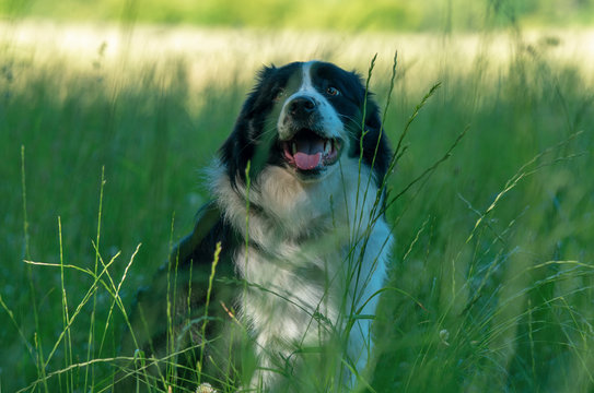 Wesoły border collie siedzi w wysokiej trawie. 
