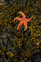 Estrella de mar (Seafish). Playa Dail Beag Beach. Lewis Island. Outer Hebrides. Scotland, UK