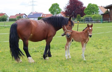 Obraz premium Pferd mit Fohlen, Haflinger