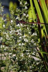Weisser Sabei (Salvia officinalis alba)