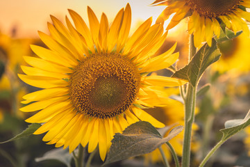 Obraz premium Tramonto in un campo di Girasoli nel bel mezzo della bellissima Toscana, in Italia