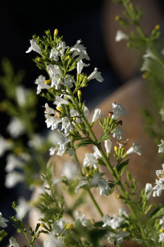 Weisser Sabei (Salvia officinalis alba)