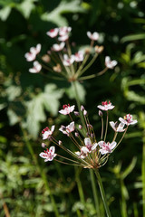 Doldige Schwanenblume (Butomus umbellatus)