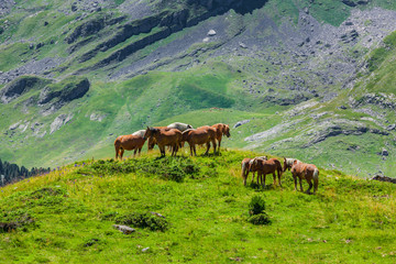 Fototapeta na wymiar Pferde in den Französischen Pyrenäen im Sommer Nationalpark